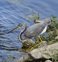 Image showing Tricolored Heron