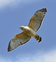 Image showing Red-shouldered Hawk