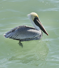 Image showing Brown Pelican