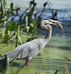 Image showing Great Blue Heron