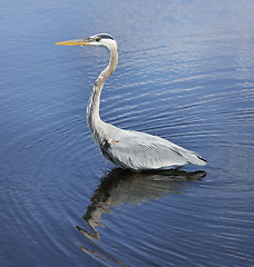 Image showing Great Blue Heron 