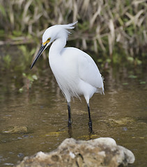 Image showing Snowy Egret (Egretta thula)