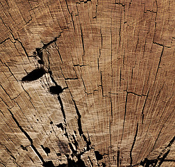 Image showing Texture Of Tree Stump 