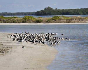 Image showing Bird Colony On The Seashore