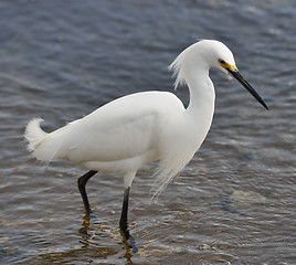 Image showing Snowy Egret (Egretta thula) 