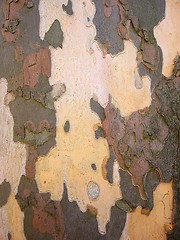 Image showing Bark Backround 1