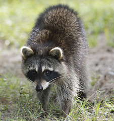 Image showing Raccoon