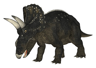 Image showing Dinosaur Diceratops