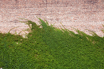 Image showing ivy on the wall