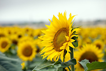 Image showing sunflower