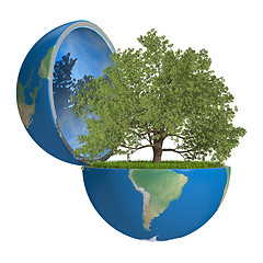 Image showing Oak tree inside planet