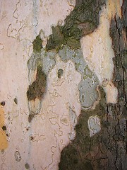 Image showing Bark Backround 2