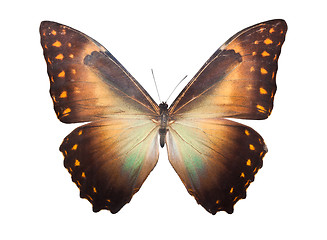 Image showing Butterfly Morpho Telemachus