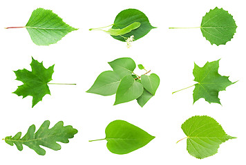 Image showing Leaves