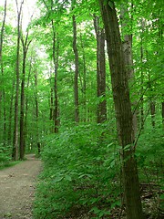 Image showing Forest Trail