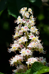 Image showing Chestnut tree flowers