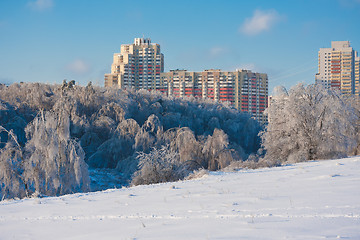 Image showing Winter forest