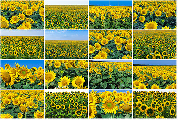 Image showing Sunflowers