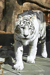 Image showing White Tiger