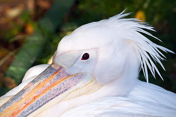 Image showing Pelican