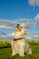 Image showing Bichon Havanais dog