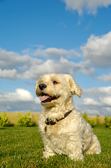 Image showing Happy Bichon Havanais dog