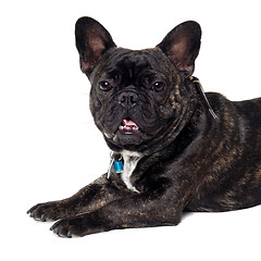 Image showing French Bulldog dog on white background