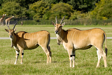 Image showing Two antelopes is standing on green grass and looking