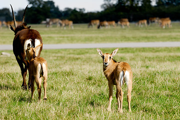 Image showing Antelopes are standing on green grass