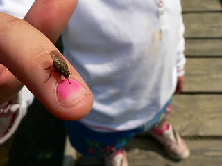 Image showing Fly on Finger