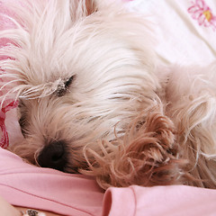 Image showing Dog sleeping on bed 