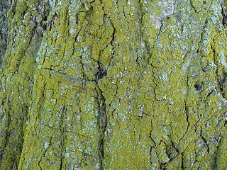 Image showing Lichen tree