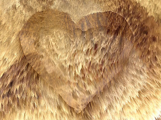 Image showing Heart shape on fox fur pattern