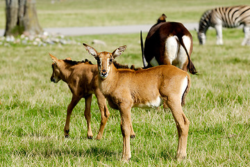 Image showing Antelopes are standing on green grass