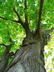 Image showing Maple Tree