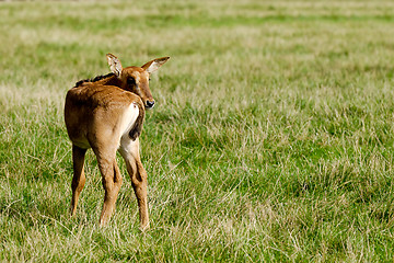 Image showing A young antelope is standing alone and looking