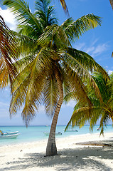 Image showing Paradise beach