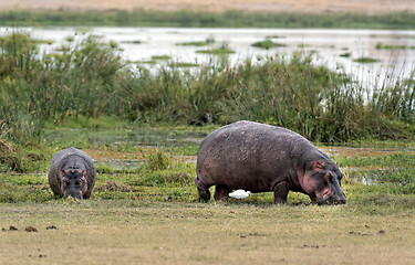 Image showing hippopotamuses  grazing on the edge of swamp