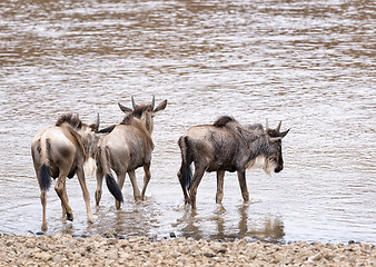 Image showing Wildebeests entering into water for crossing river