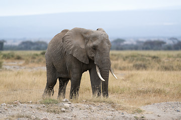 Image showing Adult African Bush Elephant, female