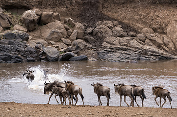 Image showing Wildebeests crossing Mara River at the time of Great Migration