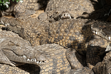 Image showing Large group of Nile croocodiles sharing basking spot