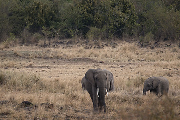 Image showing  African Bush Elephants  (Loxodonta africana)