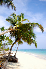 Image showing Beach with palm and white sand