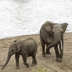 Image showing African Bush Elephants take a sand bath on the beach of Mara Riv