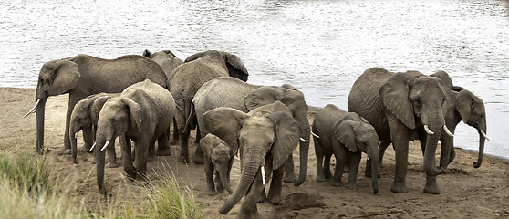 Image showing  Herd of African Bush Elephants demonstrate defensive behavior