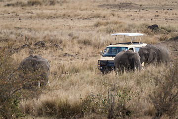 Image showing close encounter with elephants