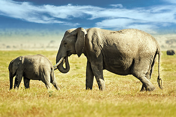 Image showing  African Bush Elephant