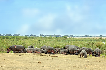 Image showing hippopotamuses bask  on the sun in front of swamp