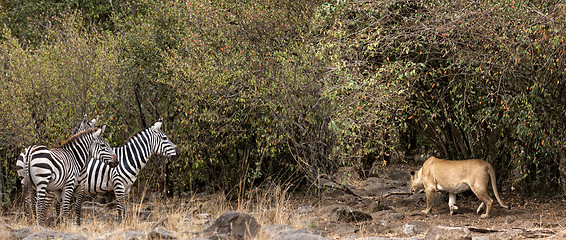 Image showing African lioness prey on zebra